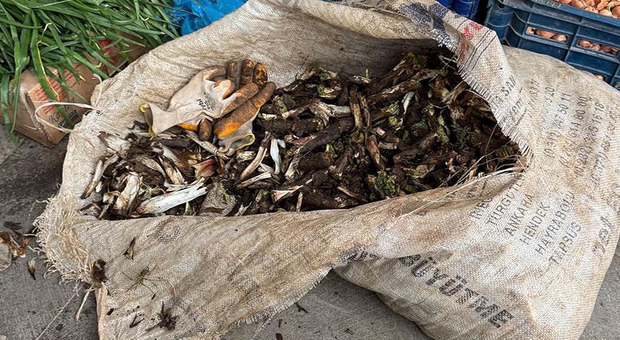 Doğada kendiliğinden yetişiyor! Kilosu 250 liradan satılıyor